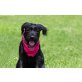 Coco, Riesenschnauzer Hündin  - Hündin