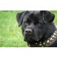 Coco, Rottweilermix - Rüde