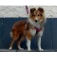 Coco, Sheltie - Rüde