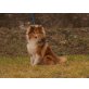 Coco, Sheltie - Rüde