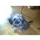 Coco, Shih Tzu - Hündin