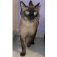 Coco, Siam - Kater