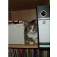 Coco, ehk&ehk - Katze