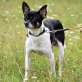 Coco ist ein ruhiger, netter und freundlicher, Chihuahua Mischling - Rüde