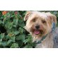 Coco, kleiner Familienhund - Rüde