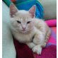 Coco, süßes hellrot getigertes Katerchen - Kater