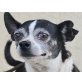 Coco und Nano, Chihuahua Mix - Rüde