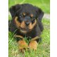 Coco von der Schlossallee, Rottweiler Welpen - Hündin