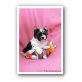 Coconut Sweety Zuckerfee Deluxe, Biewer Yorkshire Terrier Welpen - Rüde