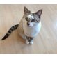 Cocos und Witz, Hauskatzen Cocos+Wutz - Katze