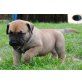 Cody, Boerboel - Rüde