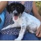 Cody, Cody wünscht sich ein Zuhause - Rüde