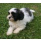 Cody, Maltipoo Welpen - Rüde