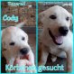 Cody, Mischling Welpen - Rüde