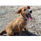 Cody, Verspielter Junghund sucht Sie! Welpen - Rüde