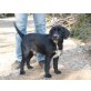 Cody, mittelgroßer Mix - Rüde