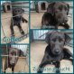 Coffee, Labrador-Mix - Rüde