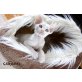 Coffee und Cacao of Royal Devons, Devon Rex - Katze