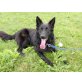 Cola, Deutscher Schäferhund - Rüde