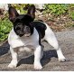 Cola, Französische Bulldogge Welpen - Hündin