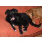 Colbie, Flatcoated-Retrievermix - Hündin