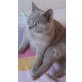 Colby, Britisch Kurzhaarkatze - Kater