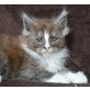 Cole, Maine Coon - Kater