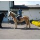 Coletta, Haflinger - Stute
