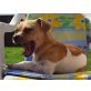 Colette - kleine freche und agile Hündin, evtl. Mops und Chihuahua - Hündin