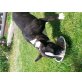 Colin, Miniatur Bullterrier - Rüde