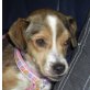 Colina, Pinscher-Spaniel-Mischling - Hündin
