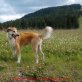 Colli-Mix - Rüde