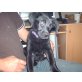 Colli. Schäferhund, Schnauzer - Hündin