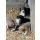 Collie/Beagle und Labrador/Berner Sennenhund Welpen - Hündin