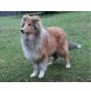 Collie - Hündin