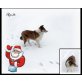 Collie - Rüde