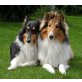 Collie - Rüde