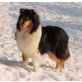 Collie - Rüde