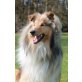 Collie - Rüde