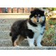 Collie - Rüde