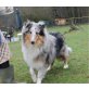 Collie - Rüde