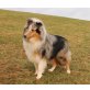 Collie - Rüde