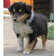 Collie - Rüde