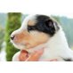 Collie - Rüde
