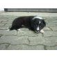 Collie-Schäfer XBorderCollie-AustralShepherd Welpen - Hündin