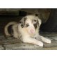 Collie-Schäfer XBorderCollie-AustralShepherd Welpen - Hündin