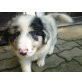 Collie-Schäfer XBorderCollie-AustralShepherd Welpen - Rüde