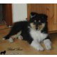 Collie Welpen - Rüde