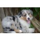 Collie Welpen - Rüde