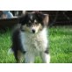 Collies vom Märchenland, Collie Welpen - Hündin